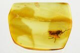Detailed Fossil Long-Legged Fly (Dolichopodidae) in Baltic Amber #357784-1